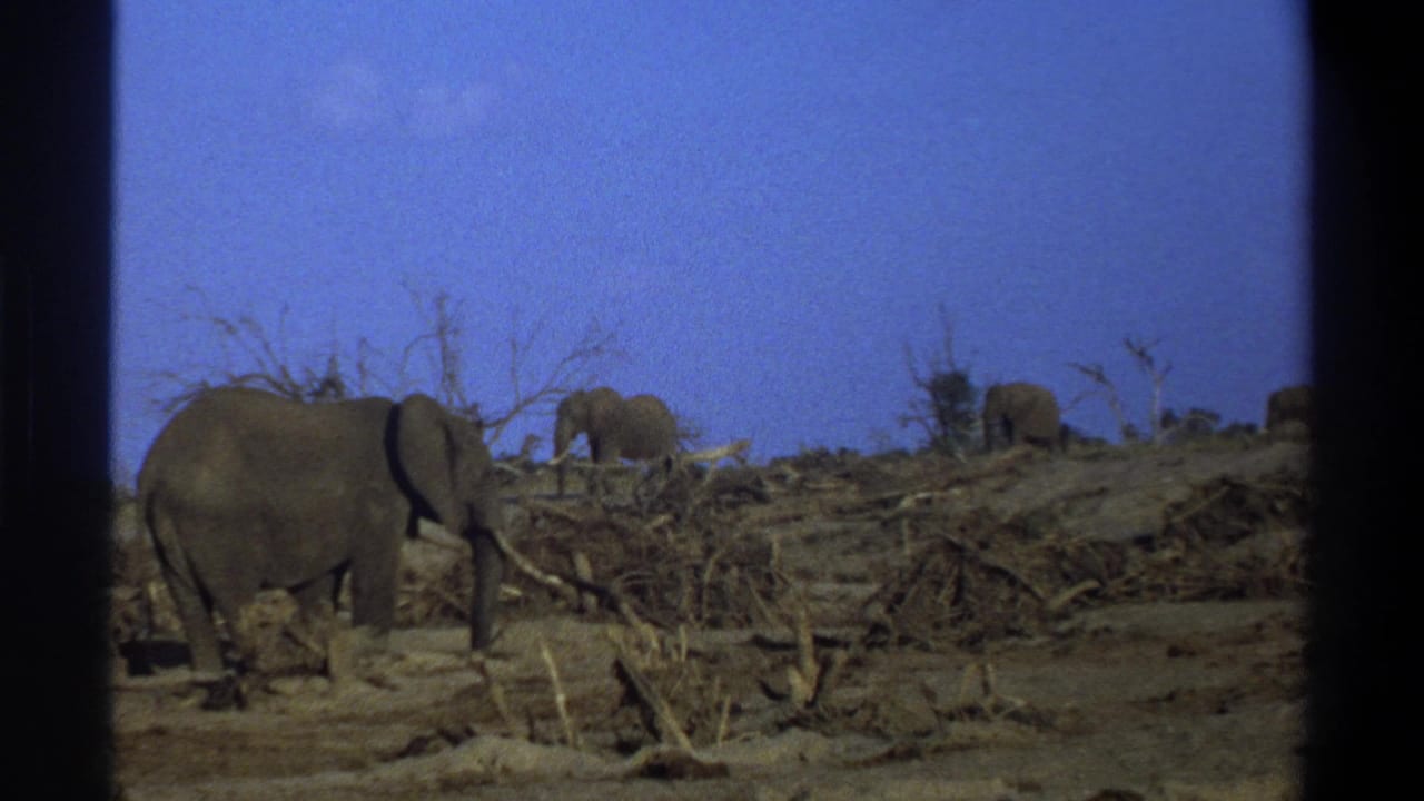 A large elephant with tusks appears in the foreground as others cross the dry terrain in this 1969 South Africa 8mm frame.