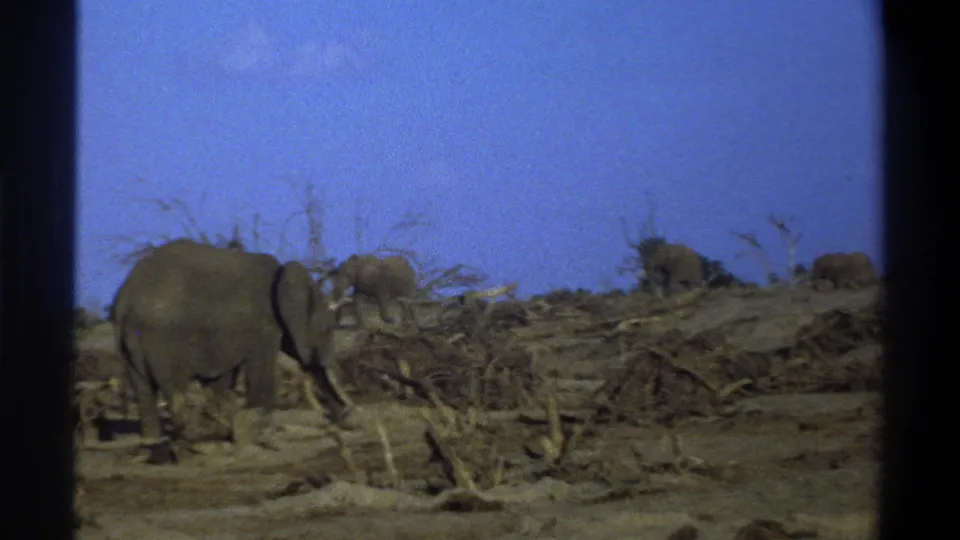 The 8mm frame shows a tusked elephant near the left edge and more elephants spread across a dry, brushy landscape.