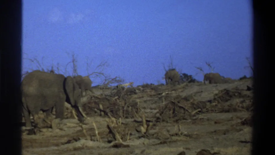 A tusked elephant remains in the foreground while the herd moves across the dry South African landscape in faded 8mm color.
