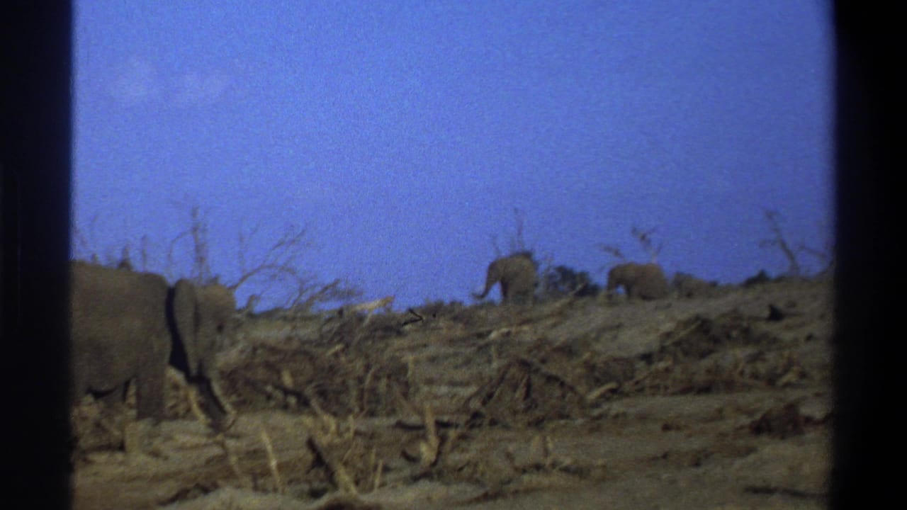 Elephants walking across a dry hillside with dead branches and a blue sky.