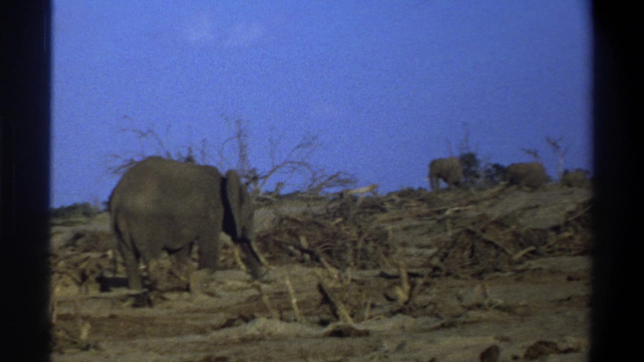 Distant 1969 home-movie view of elephants walking through dry South African terrain with visible film frame borders.