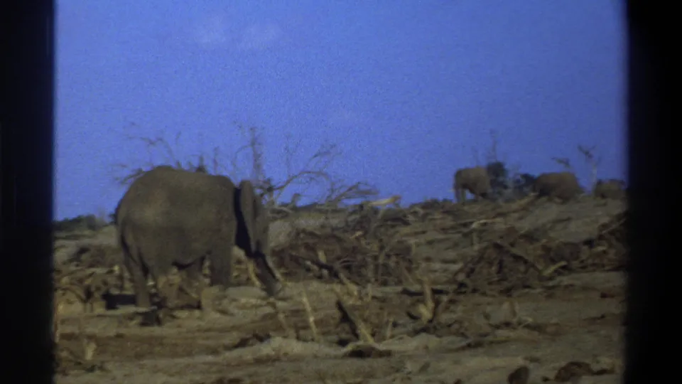 Distant 1969 home-movie view of elephants walking through dry South African terrain with visible film frame borders.