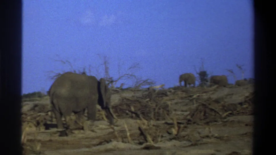 1969 South Africa 8mm frame with a rear view of an elephant and a small herd farther across a dry slope.