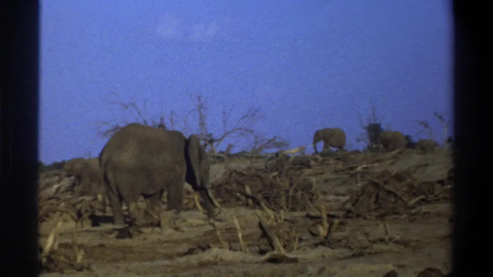 Final 1969 8mm frame showing elephants dispersed across dry South African land beneath a deep blue sky.