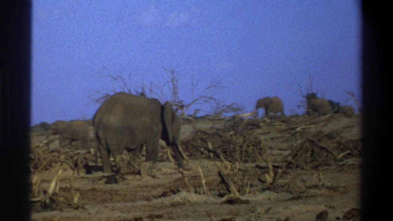 1969 South Africa 8mm frame showing elephants in a dry, branch-strewn landscape under a blue sky.