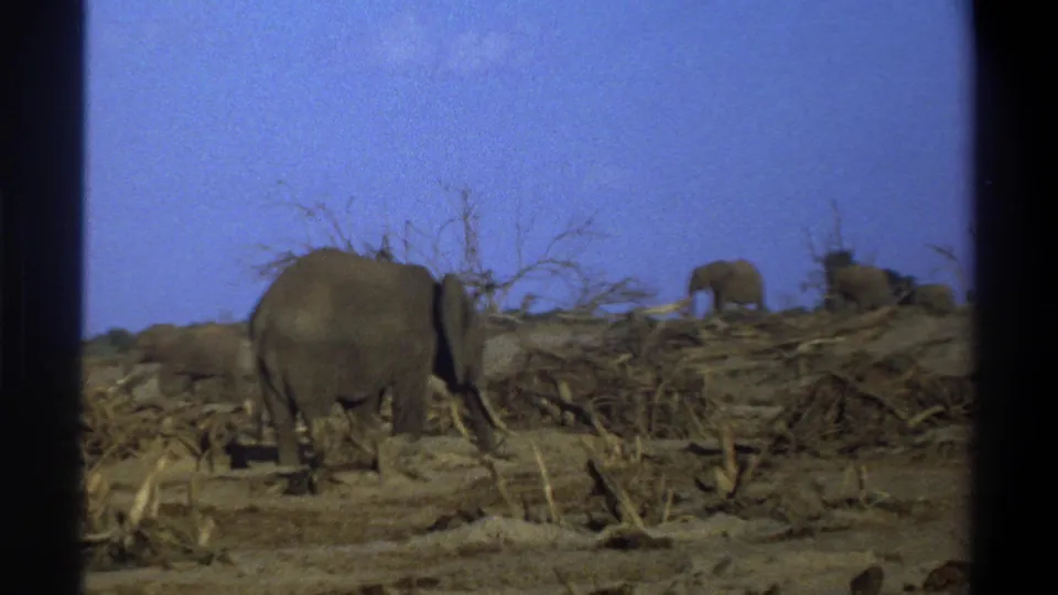 1969 South Africa 8mm frame showing elephants in a dry, branch-strewn landscape under a blue sky.