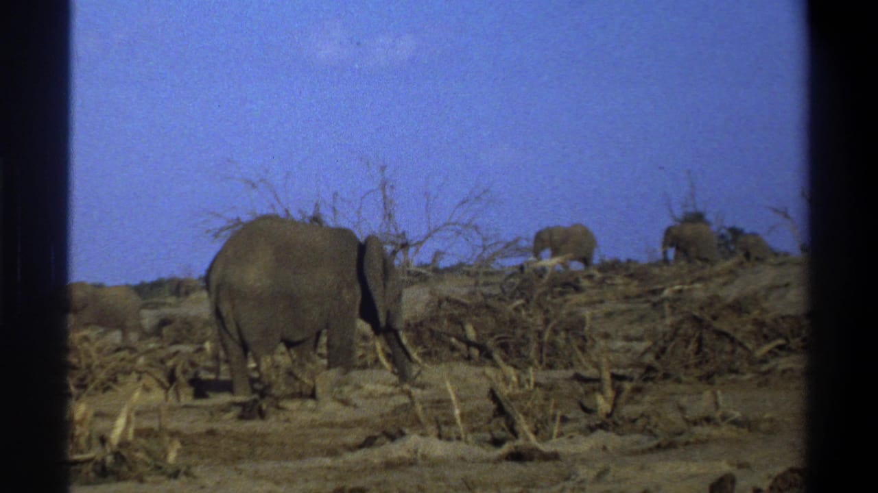 1969 South Africa home-movie frame with a foreground elephant and smaller elephants in the background on dry terrain.
