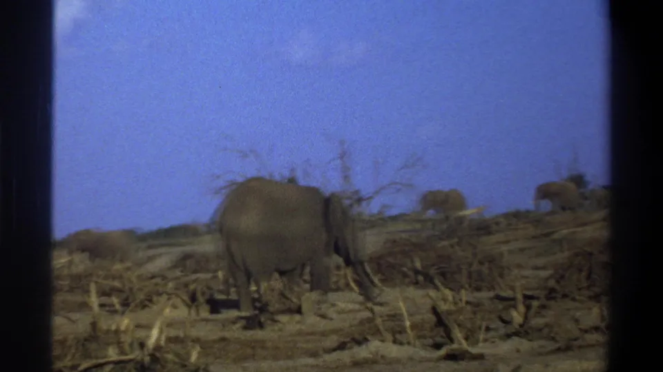 Soft 8mm frame from 1969 South Africa showing elephants moving through a dry, scrubby setting.