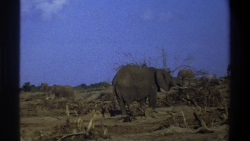 1969 South Africa 8mm frame showing an elephant beside fallen branches, with other elephants visible farther back.