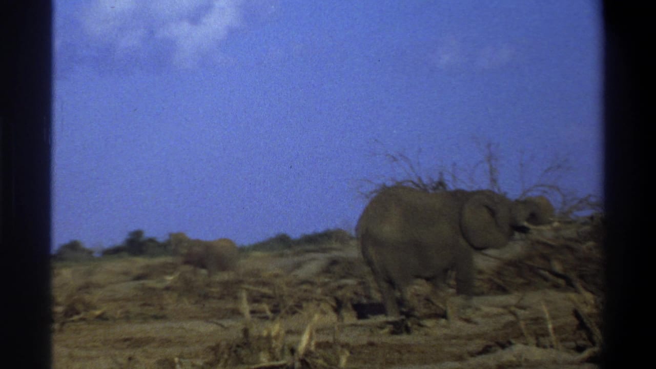 1969 South Africa 8mm frame showing an elephant among dry branches and scrub, filmed through dark vertical bars or a window edge.