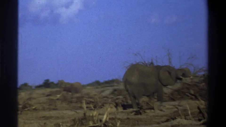 1969 South Africa 8mm frame showing an elephant among dry branches and scrub, filmed through dark vertical bars or a window edge.