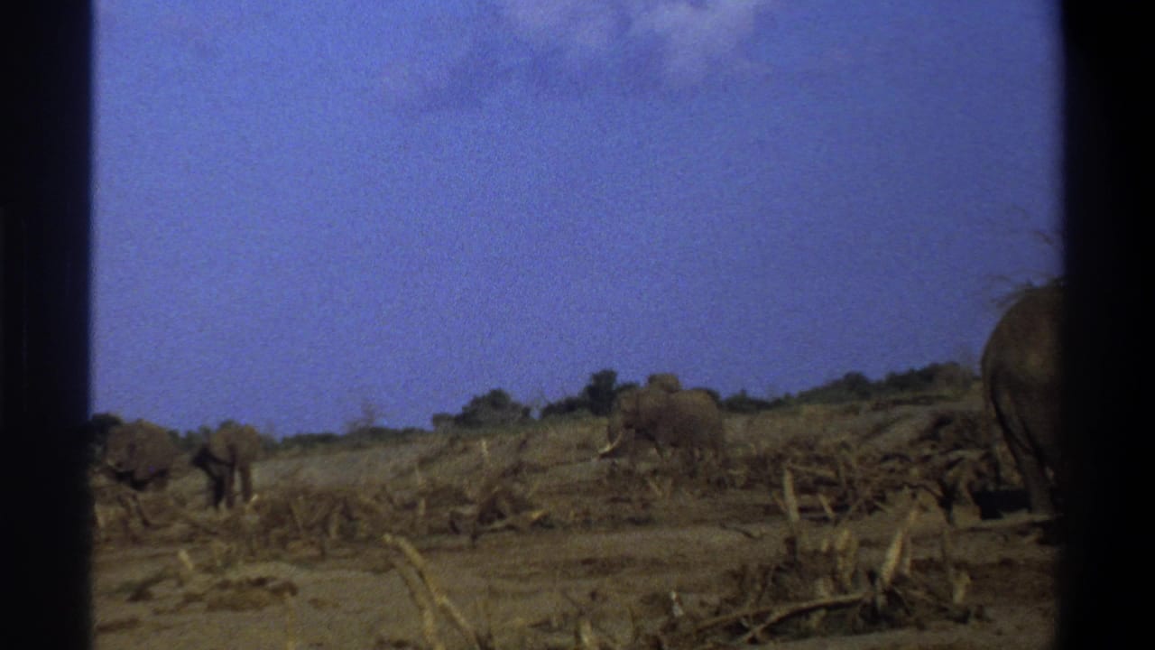 Several elephants move across dry savanna with brush in the distance.