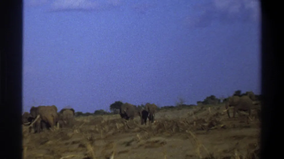 1969 South Africa 8mm frame showing elephants gathered near low scrub and dry branches in a wide savanna landscape.