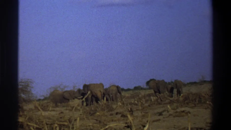 1969 South Africa home-movie frame with a small elephant herd foraging near dry brush and scrub in an open savanna setting.
