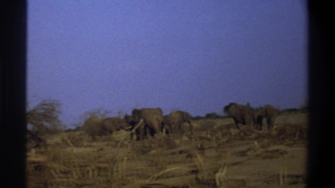 1969 8mm footage frame showing elephants moving across dry ground under a blue sky, with sparse vegetation and visible film borders.
