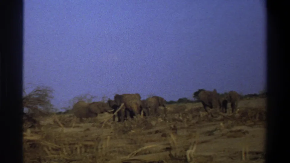 1969 8mm footage frame showing elephants moving across dry ground under a blue sky, with sparse vegetation and visible film borders.