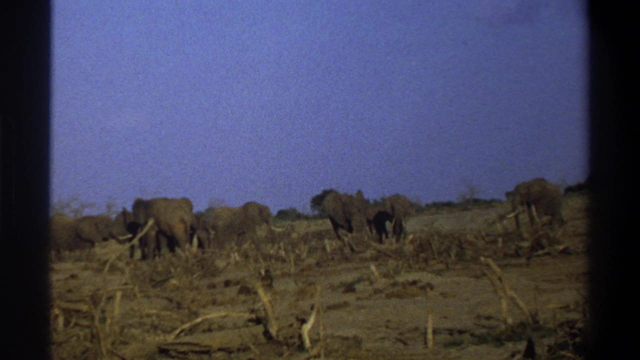 Several elephants spread across a dry landscape with scattered sticks and brush.