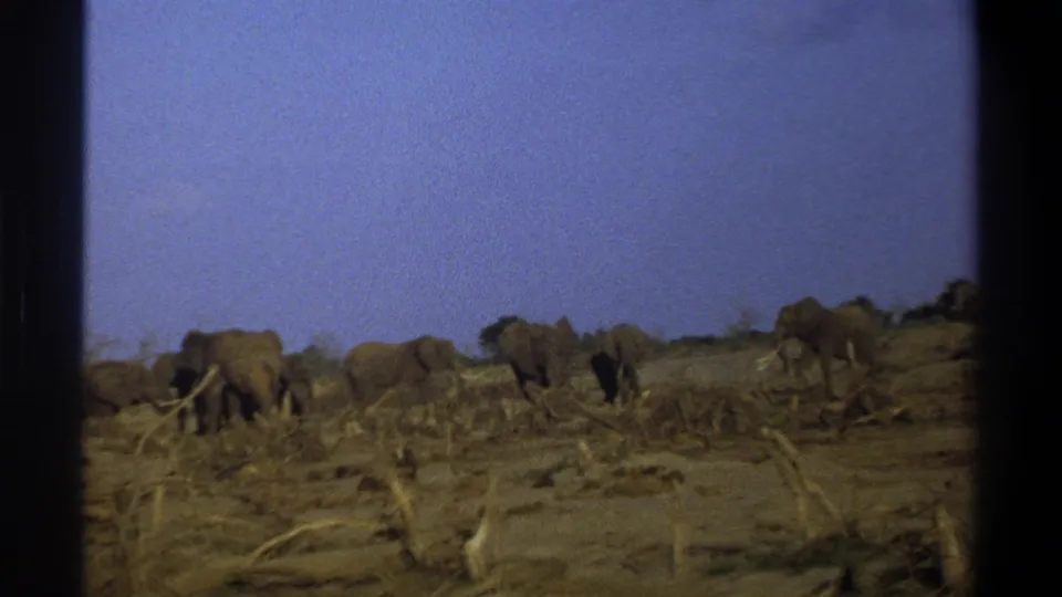 1969 8mm wildlife frame showing elephants moving through sparse dry vegetation on open land in South Africa.