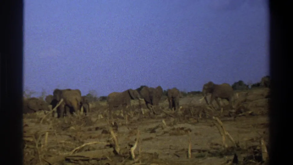 1969 8mm frame showing elephants in a dry, open landscape with scattered brush, dead branches, and dark film borders.