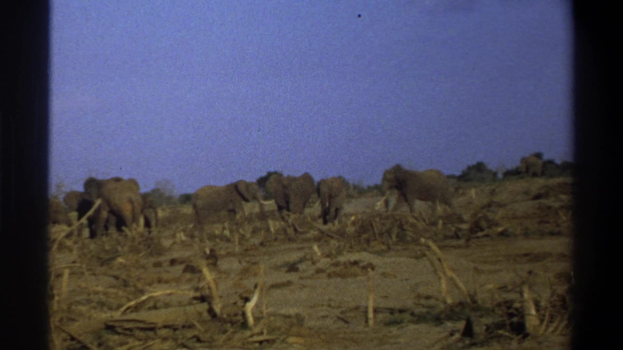 1969 South Africa 8mm frame showing several elephants moving across dry, damaged-looking scrubland under a blue sky.