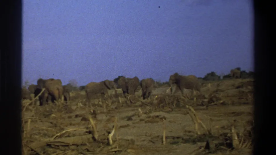 1969 South Africa 8mm frame showing several elephants moving across dry, damaged-looking scrubland under a blue sky.