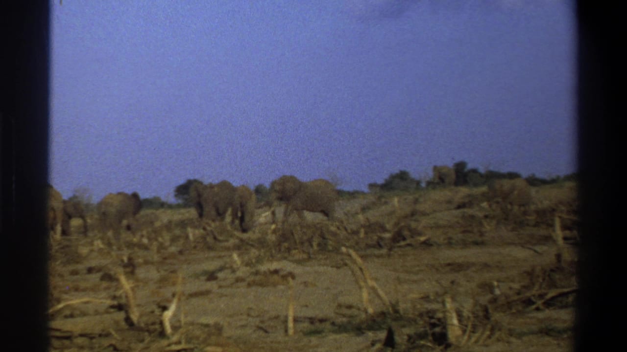 Several elephants move along a low ridge in a dry landscape.