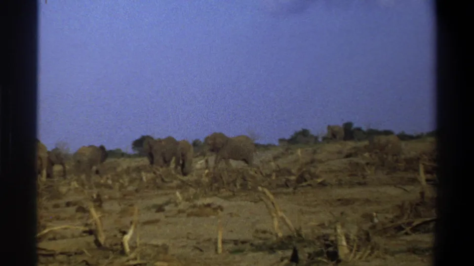 1969 South Africa 8mm frame with elephants spread across a dry ridge amid sparse brush and broken wood.