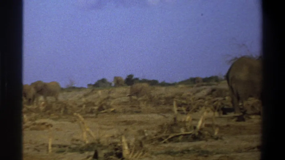 1969 South Africa 8mm frame with one elephant partly cut off at right and open dry ground scattered with tree debris.