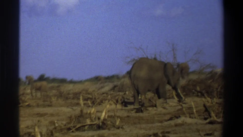 1969 South Africa 8mm frame showing a lone elephant moving through dry brush and broken trees beneath a blue sky.