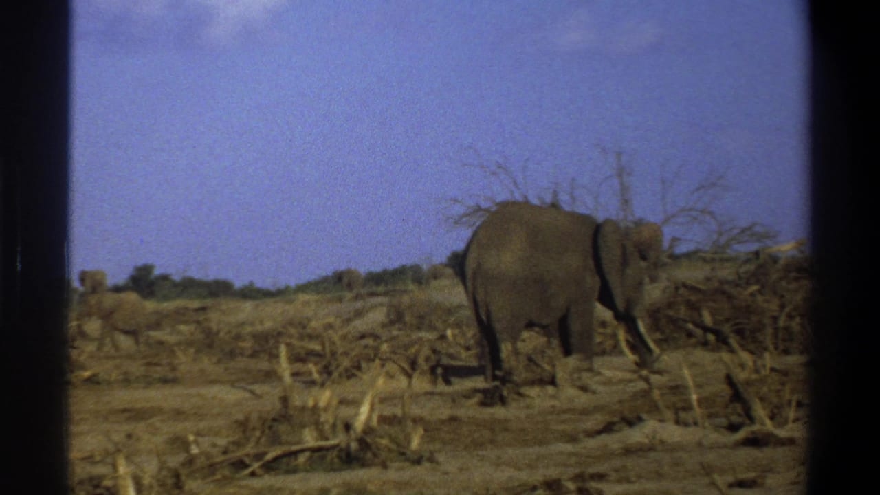 1969 8mm South Africa footage shows an elephant near dry brush in an arid open landscape with black film borders.