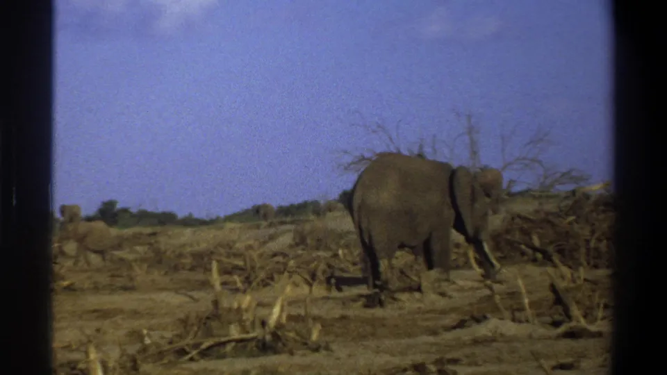 1969 8mm South Africa footage shows an elephant near dry brush in an arid open landscape with black film borders.