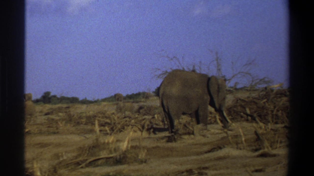 Elephant grazing or walking beside brush in a dry open area.