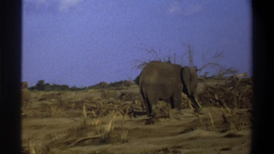 The elephant appears to graze or move slowly beside tangled dry branches in the 1969 South Africa home-movie frame.