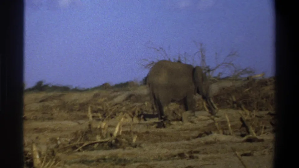 A side view of the elephant in an arid South African landscape appears within soft, grainy 8mm home-movie framing.