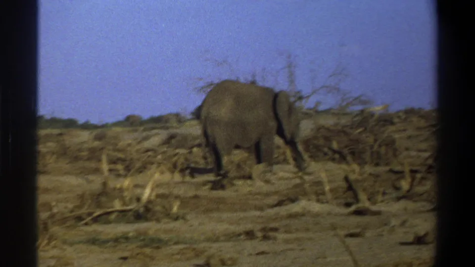 The final frame shows the elephant near dry branches and sparse scrub, with soft 8mm grain and visible dark frame edges.