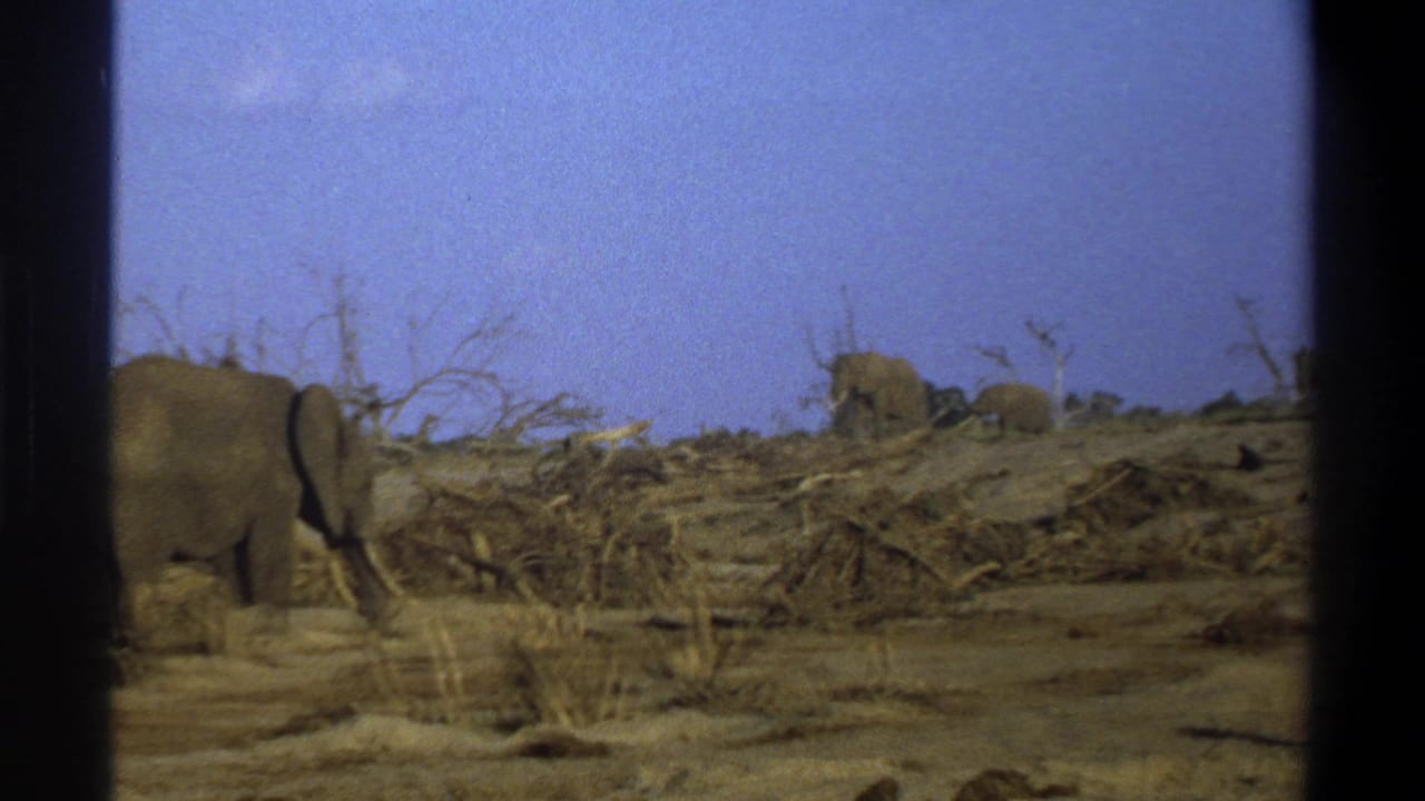 1969 8mm footage frame showing elephants crossing a dry South African landscape under a pale blue sky.