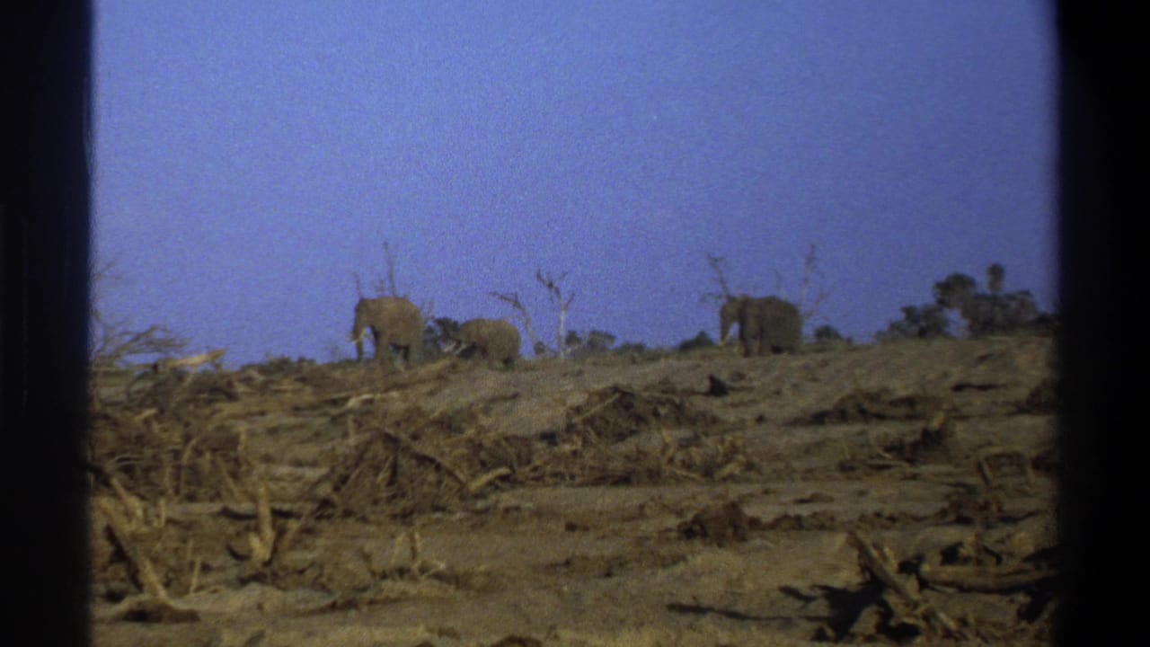 Elephants appear along a dry ridge in archival 8mm footage identified as Cape Town, South Africa, 1969.