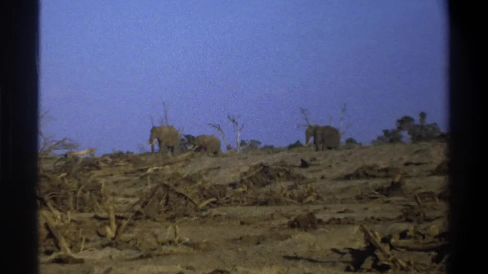 Elephants appear along a dry ridge in archival 8mm footage identified as Cape Town, South Africa, 1969.