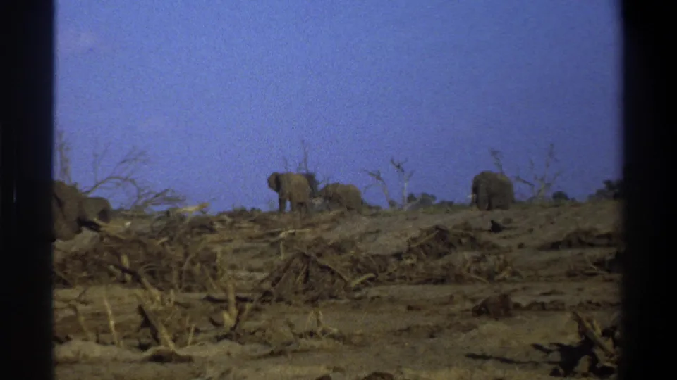 Vintage 8mm frame of elephants moving through a dry, sparsely wooded South African landscape.