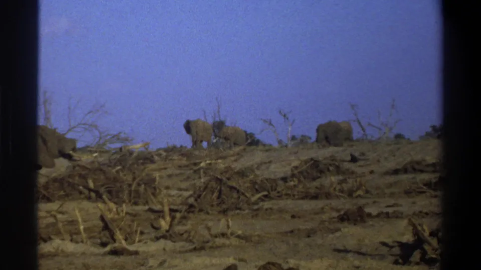 Archival 1969 home-movie frame showing elephants in a dry South African landscape with bare trees and debris.