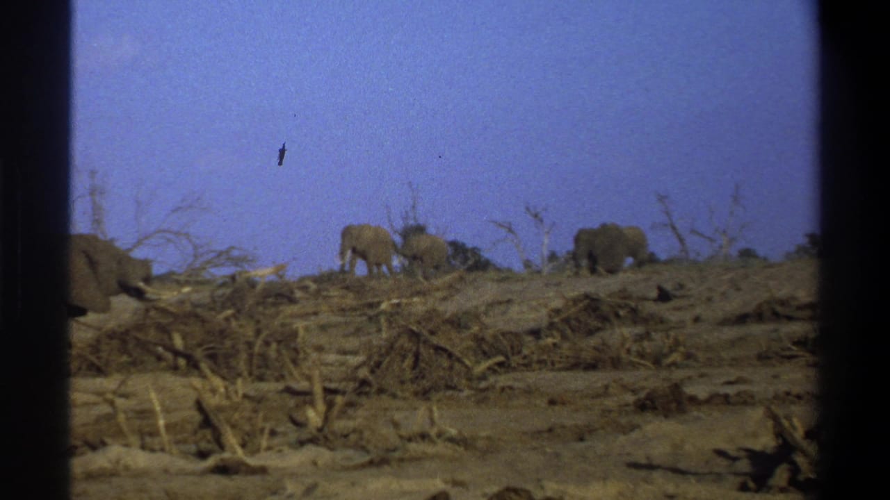 1969 South Africa 8mm frame showing elephants moving across a dry, debris-strewn landscape beneath a blue sky.