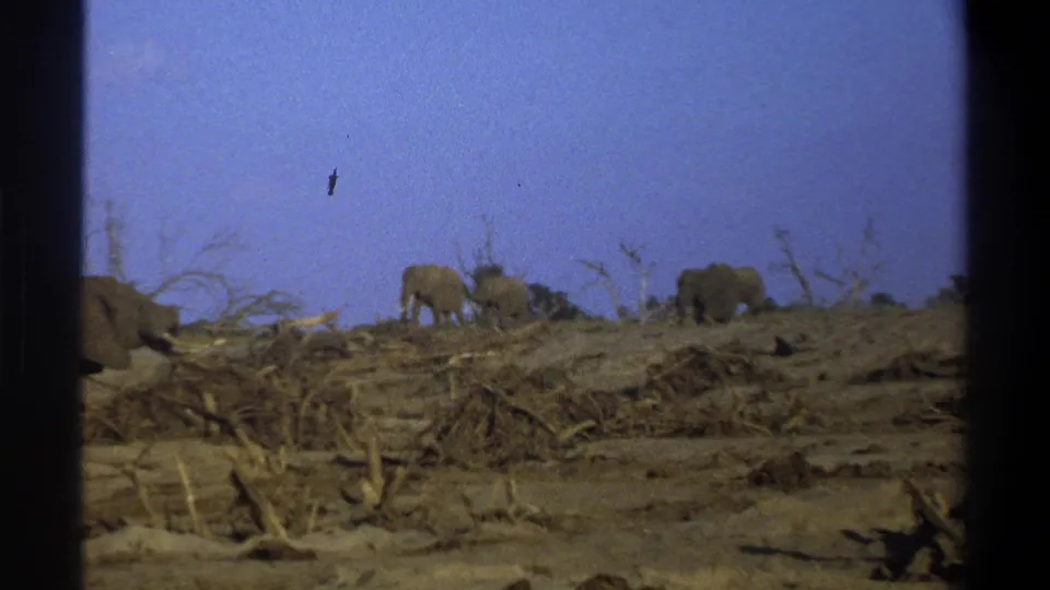1969 South Africa 8mm frame showing elephants moving across a dry, debris-strewn landscape beneath a blue sky.