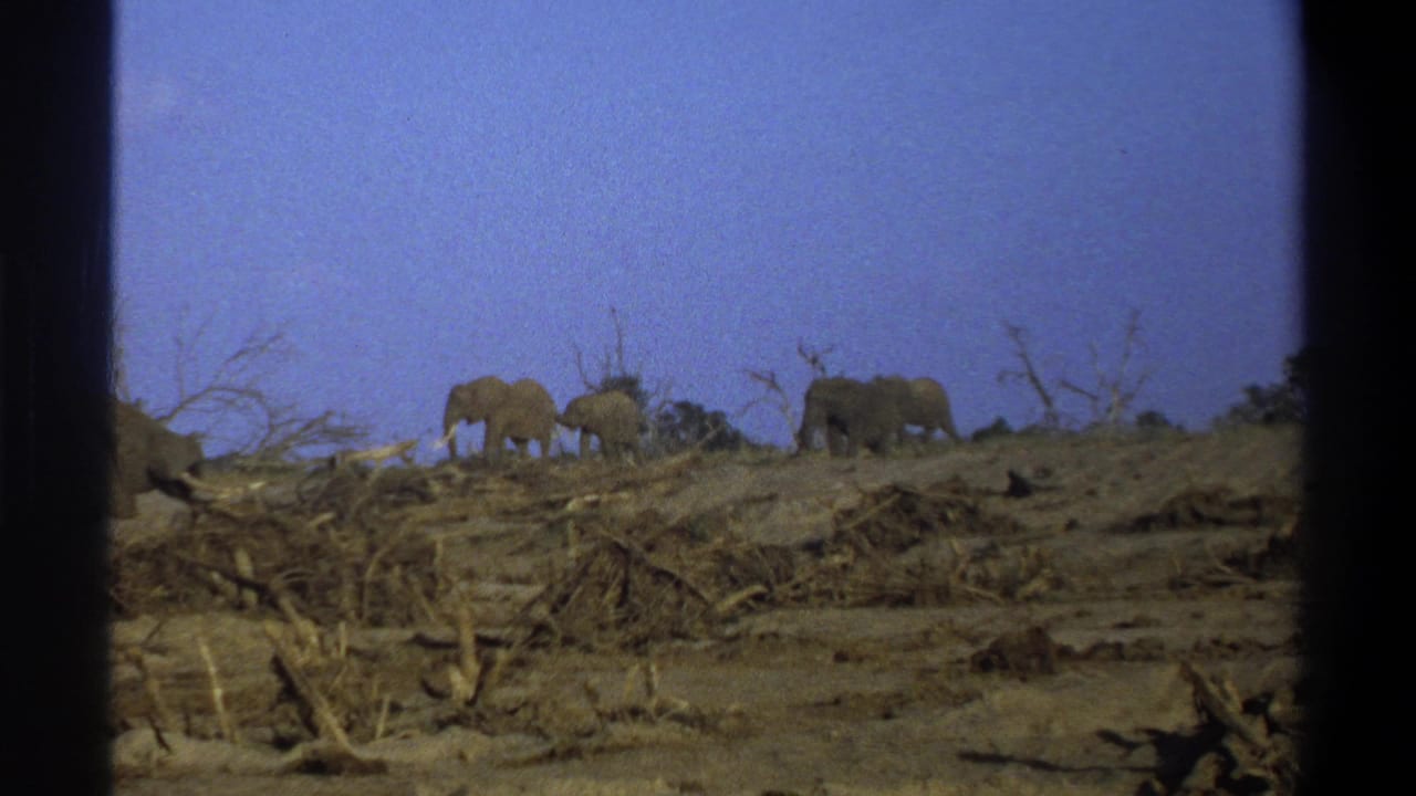 Small herd of elephants on a ridge with dry brush and dark frame borders.