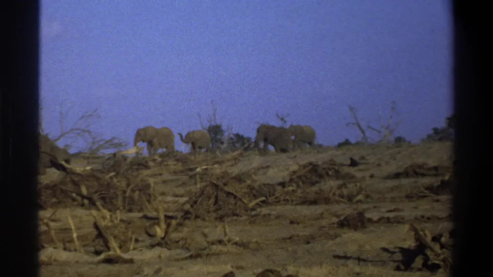 1969 South Africa home-movie frame showing elephants crossing behind fallen branches and sparse scrub.
