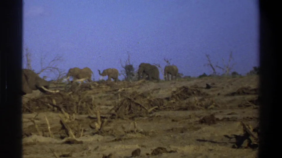 1969 South Africa 8mm frame of elephants dispersed across dry terrain with brush and dead branches visible.