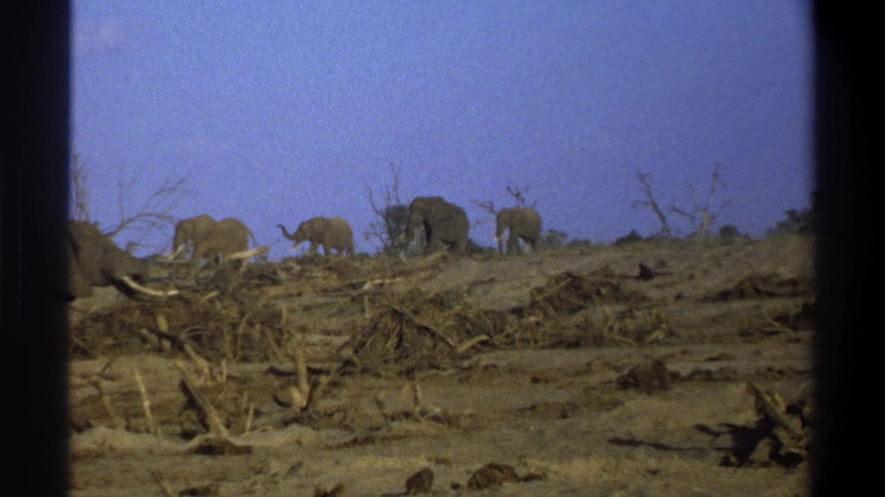 1969 Cape Town metadata frame showing elephants on an arid hillside, with dark 8mm frame borders and scattered dead wood.