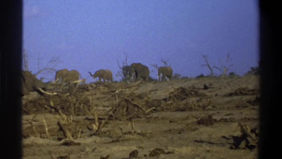 1969 Cape Town metadata frame showing elephants on an arid hillside, with dark 8mm frame borders and scattered dead wood.