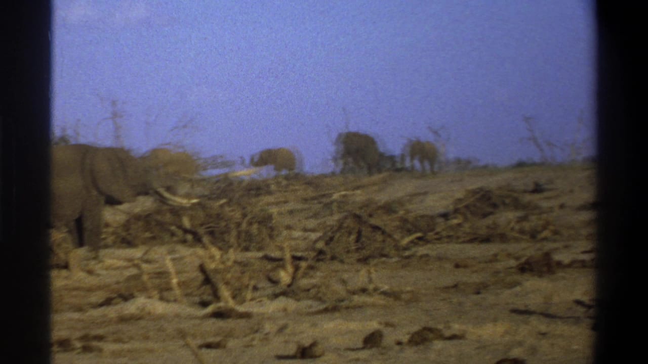 1969 Cape Town metadata frame with a large partial elephant in the left foreground and more elephants crossing a dry ridge beyond.
