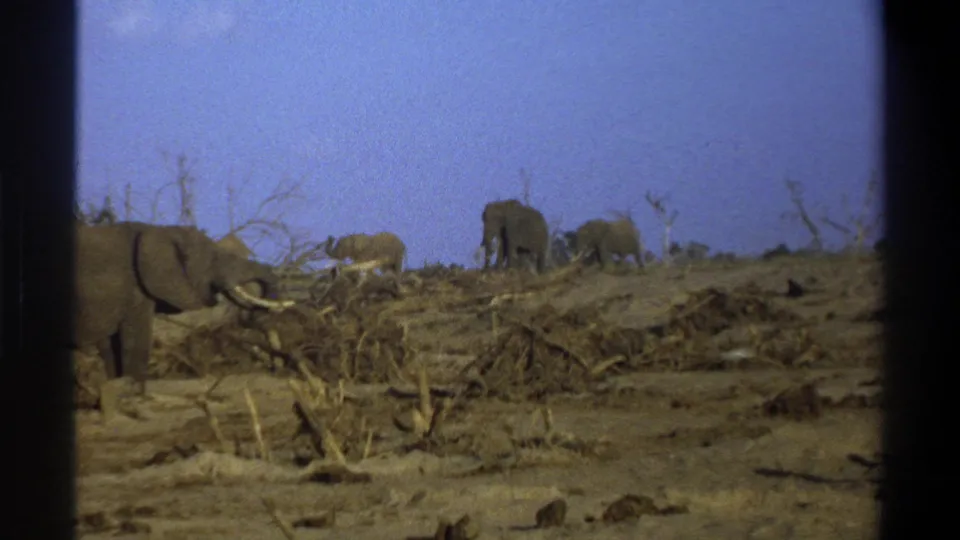 1969 Cape Town metadata frame showing a foreground elephant at left and several elephants farther back on a dry, open slope.