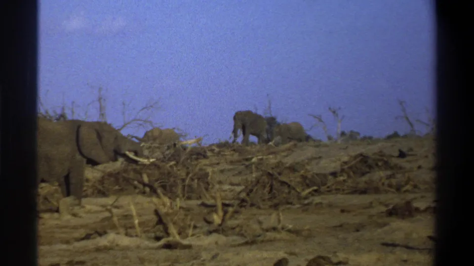 1969 Cape Town metadata frame with one elephant near the left foreground and more elephants moving across an arid hillside in the background.